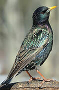 Common Starling