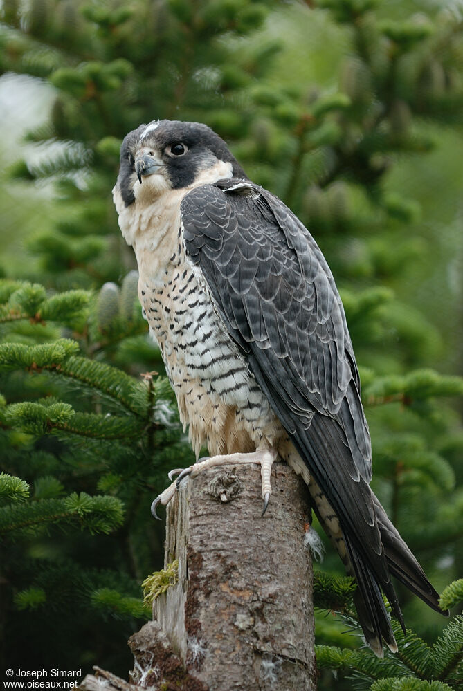 Peregrine Falcon, identification