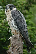 Peregrine Falcon