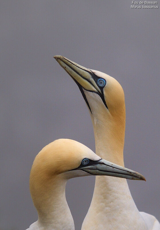 Northern Gannet, identification