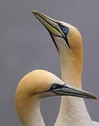 Northern Gannet