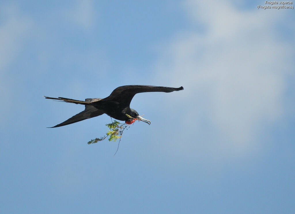 Magnificent Frigatebird male, Reproduction-nesting