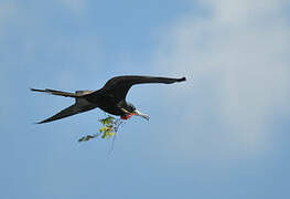 Magnificent Frigatebird