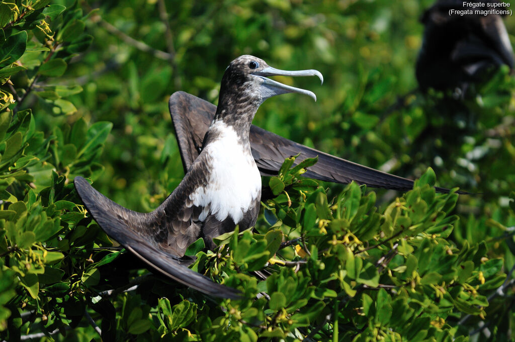 Magnificent Frigatebirdjuvenile