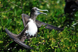 Magnificent Frigatebird