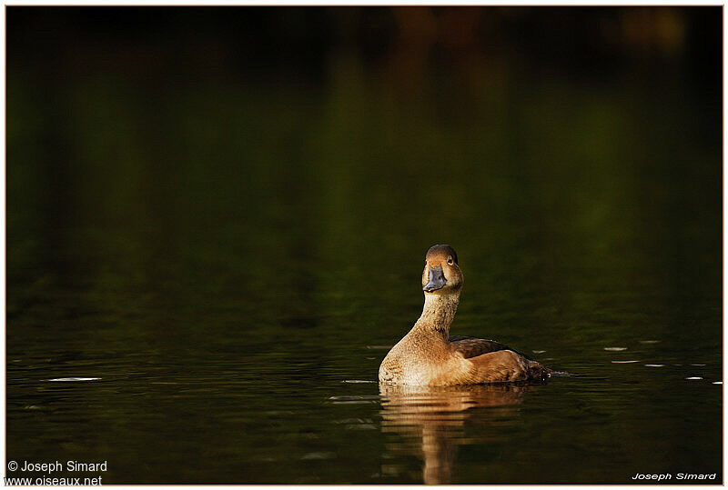 Redheadjuvenile