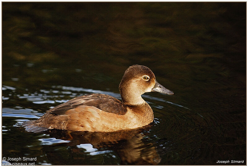 Redheadjuvenile