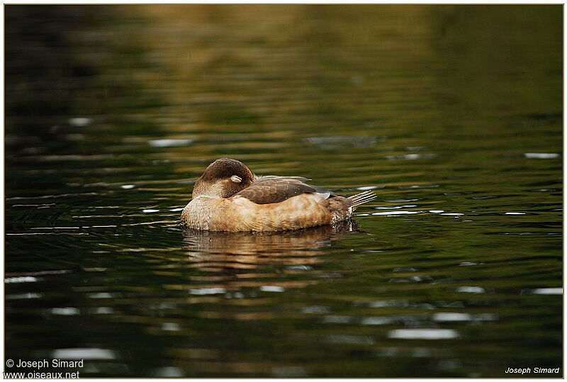 Redheadjuvenile