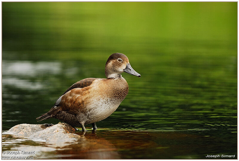 Redheadjuvenile