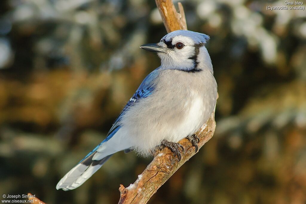 Blue Jay