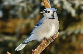 Blue Jay