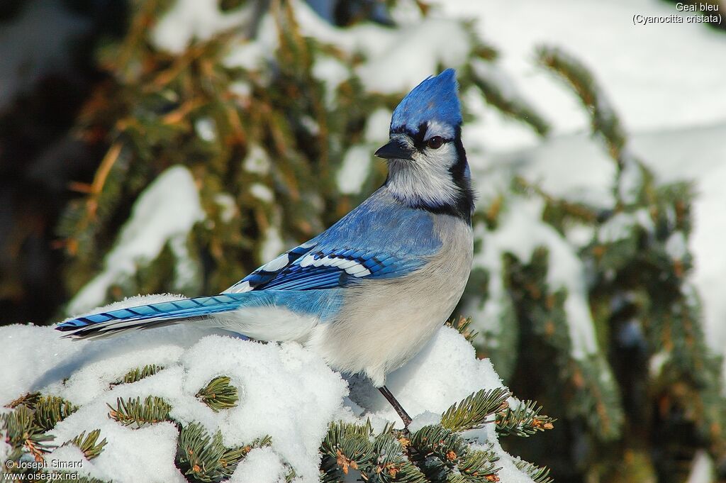 Blue Jay