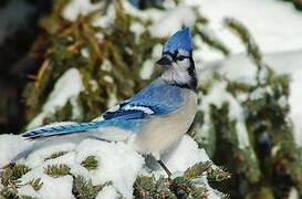 Blue Jay