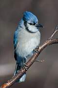 Blue Jay