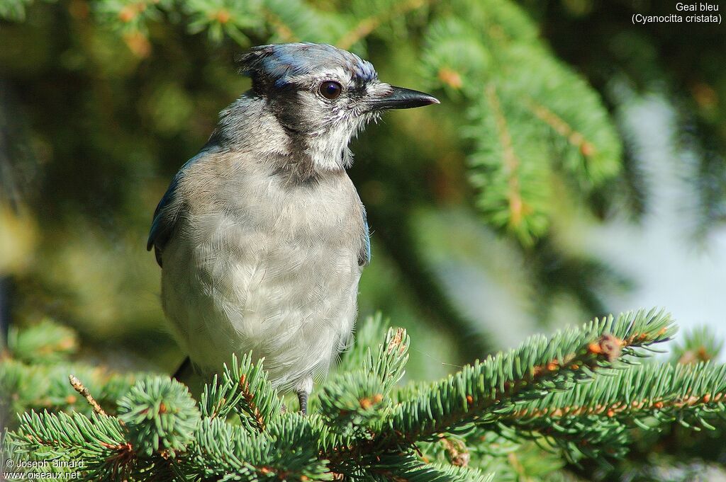 Blue Jayjuvenile