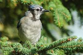 Blue Jay