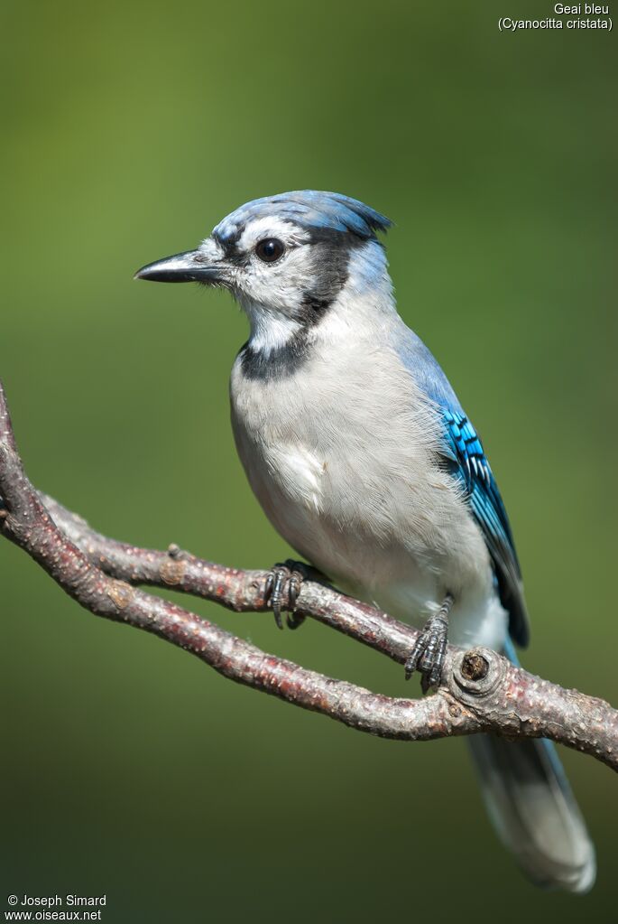 Blue Jay