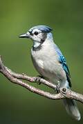 Blue Jay