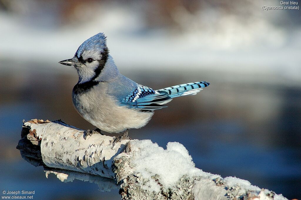 Blue Jay