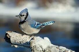 Blue Jay