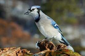 Blue Jay