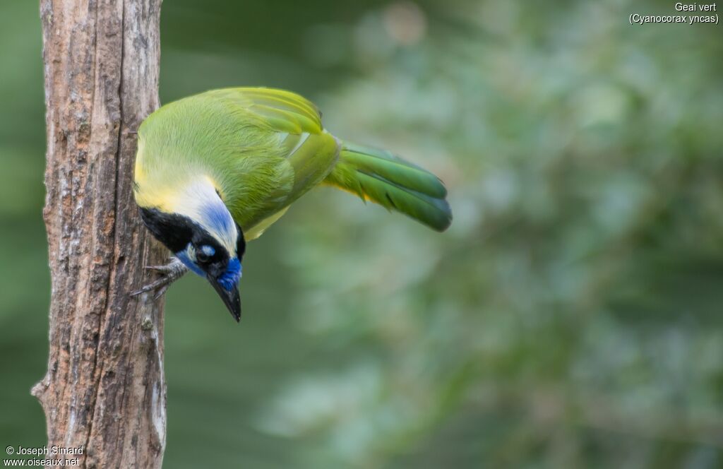 Inca Jay male