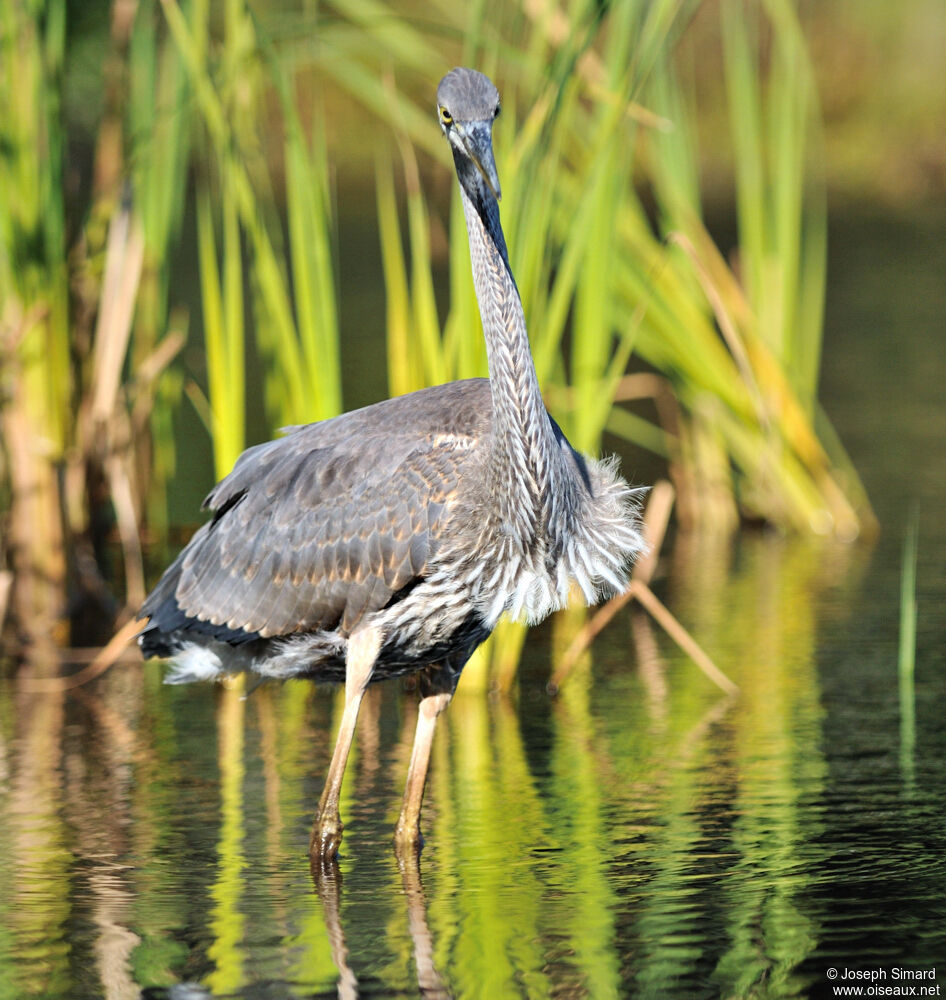 Great Blue Heron, Behaviour