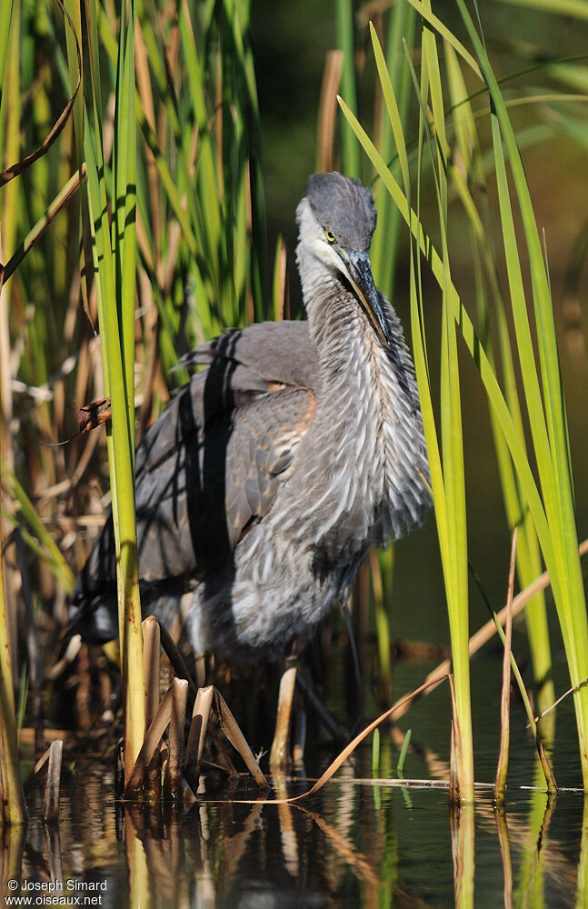 Great Blue Heron, Behaviour