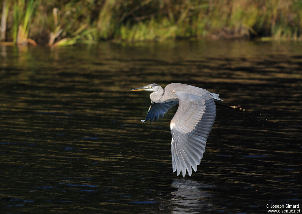 Great Blue Heron, Behaviour