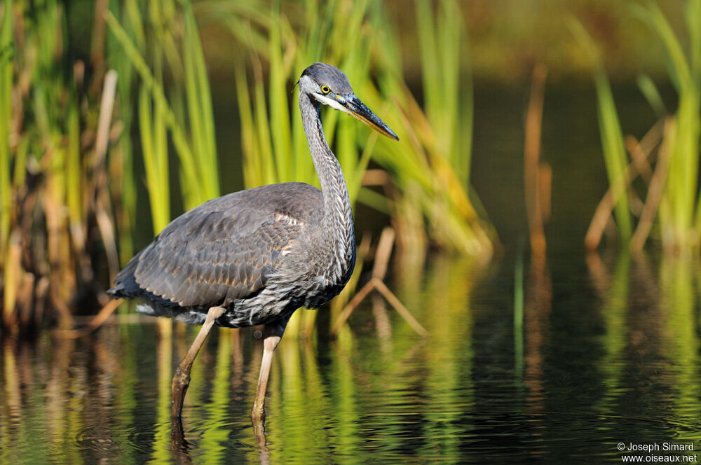 Great Blue Heron, Behaviour