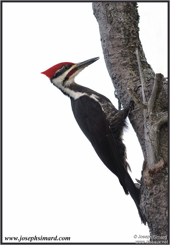 Pileated Woodpecker male