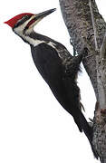 Pileated Woodpecker