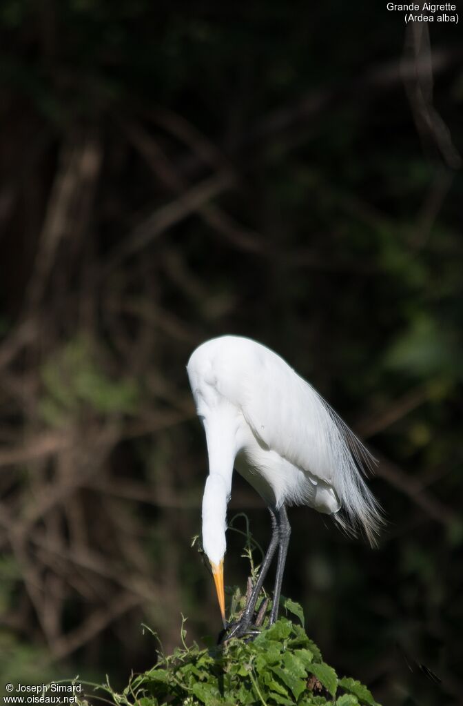 Grande Aigrette