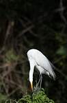 Grande Aigrette