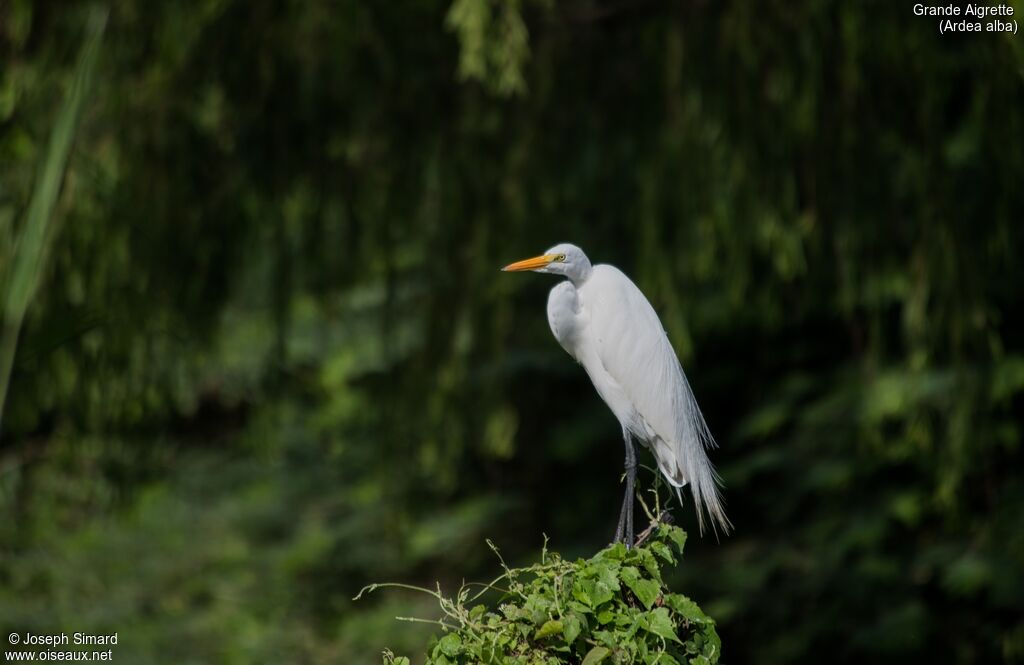 Grande Aigrette