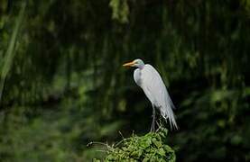 Grande Aigrette