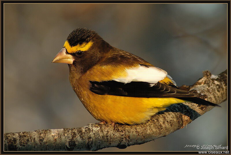 Evening Grosbeak male