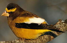 Evening Grosbeak