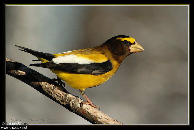 Evening Grosbeak male