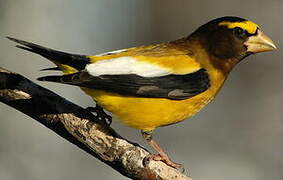 Evening Grosbeak