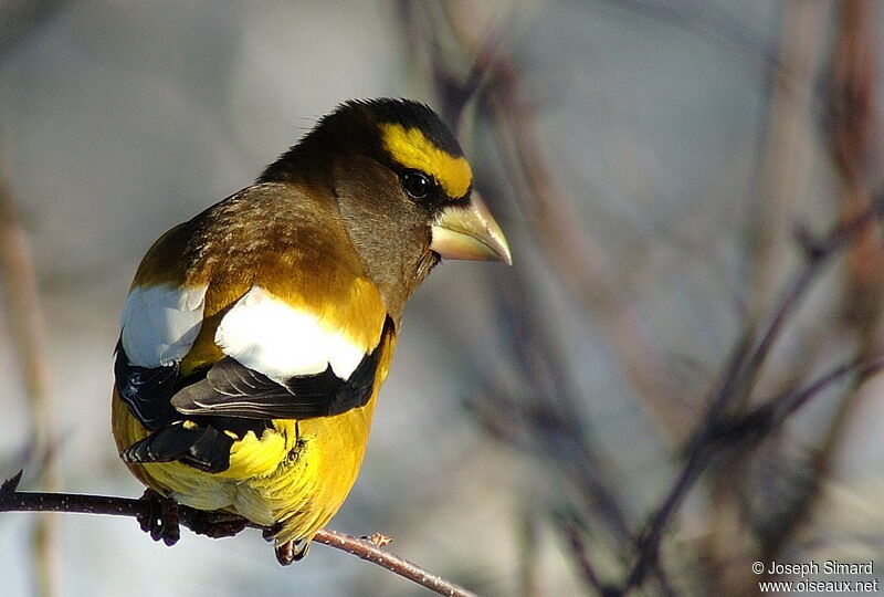 Evening Grosbeak