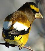 Evening Grosbeak