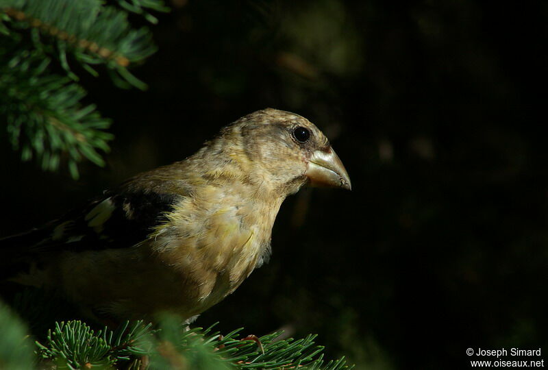 Evening Grosbeak