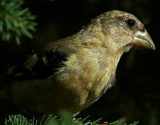 Evening Grosbeak