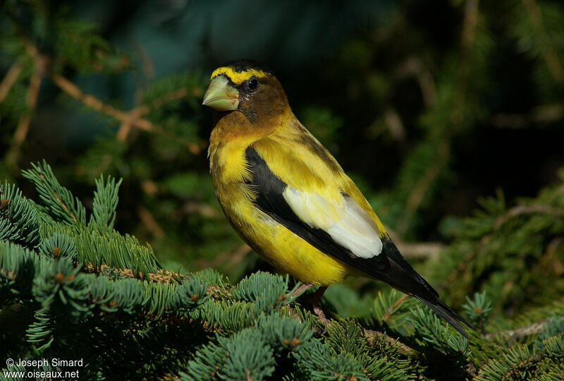 Evening Grosbeak