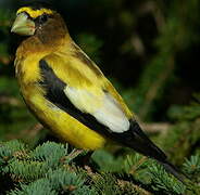 Evening Grosbeak