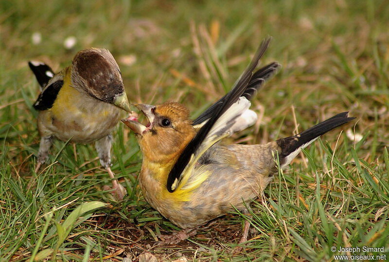 Evening Grosbeak