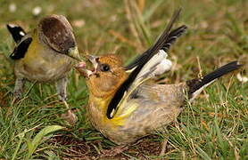 Evening Grosbeak