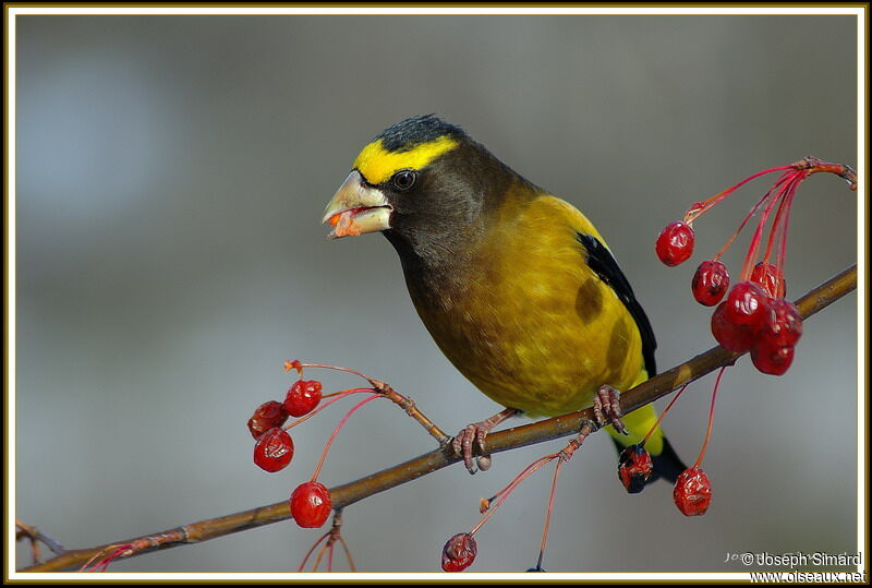 Evening Grosbeak male