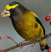 Evening Grosbeak